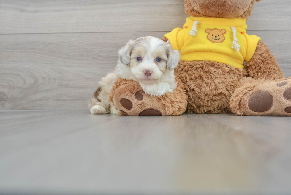 Mini Aussiedoodle Puppy for Adoption