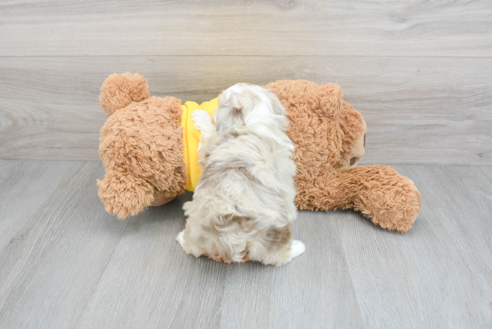 Best Mini Aussiedoodle Baby