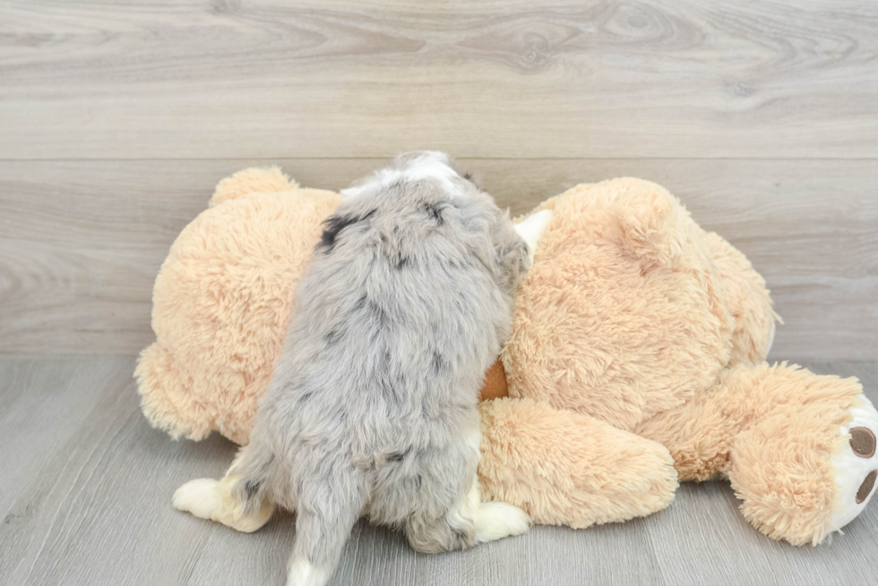 Fluffy Mini Aussiedoodle Poodle Mix Pup