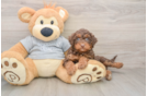 Mini Aussiedoodle Puppy for Adoption
