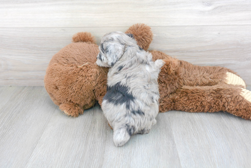 Little Aussiepoo Poodle Mix Puppy