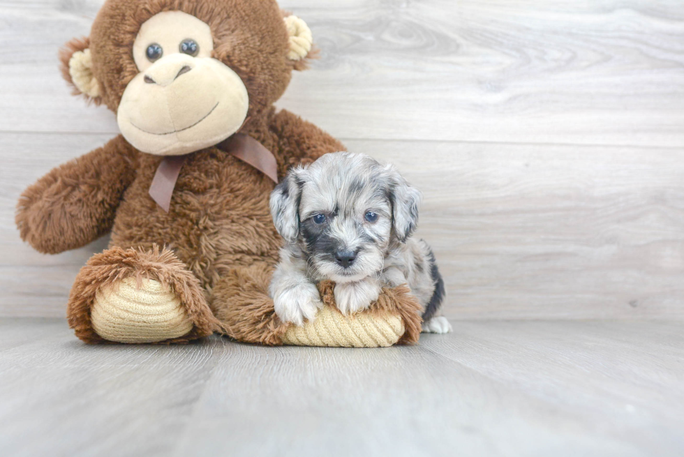 Happy Mini Aussiedoodle Baby