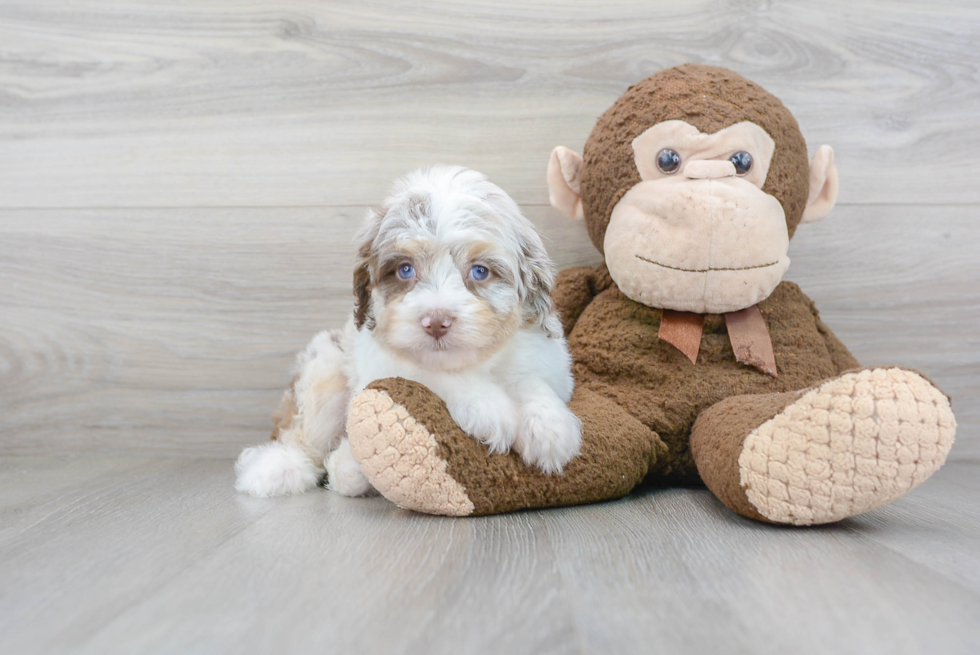 Adorable Aussiepoo Poodle Mix Puppy