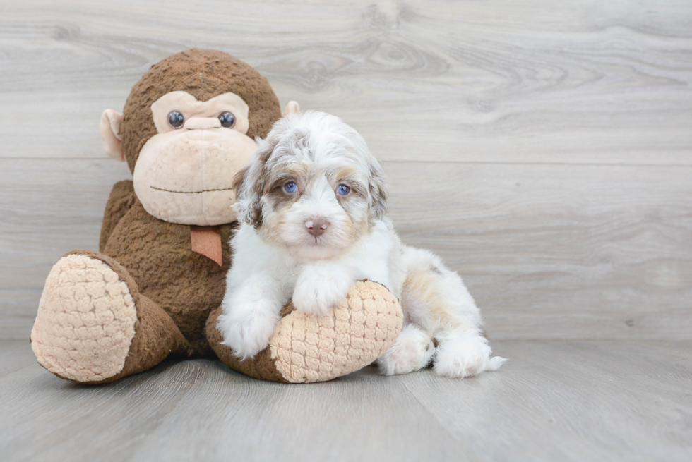 Best Mini Aussiedoodle Baby