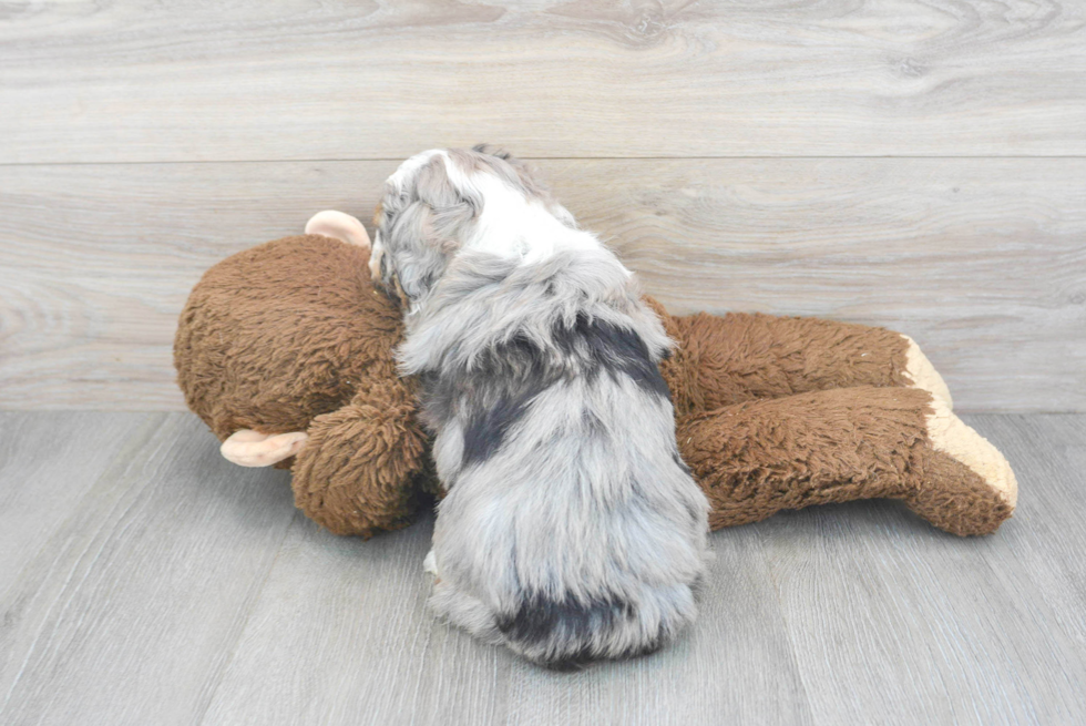 Mini Aussiedoodle Pup Being Cute