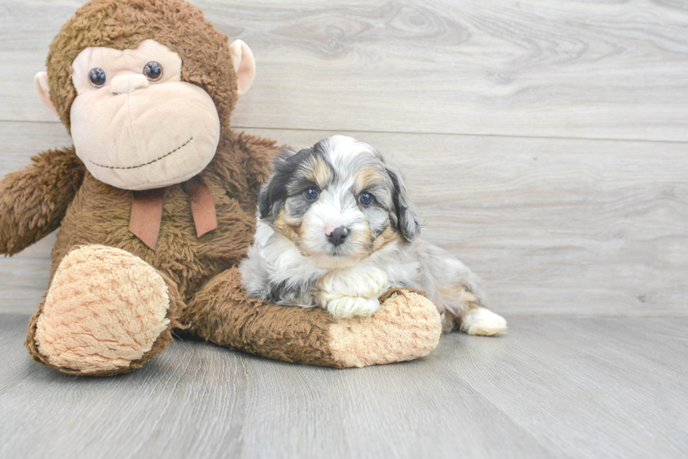 Fluffy Mini Aussiedoodle Poodle Mix Pup