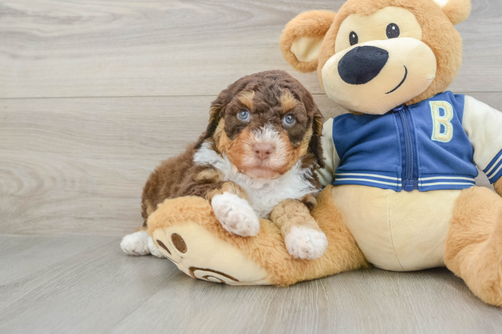 Sweet Mini Aussiedoodle Baby