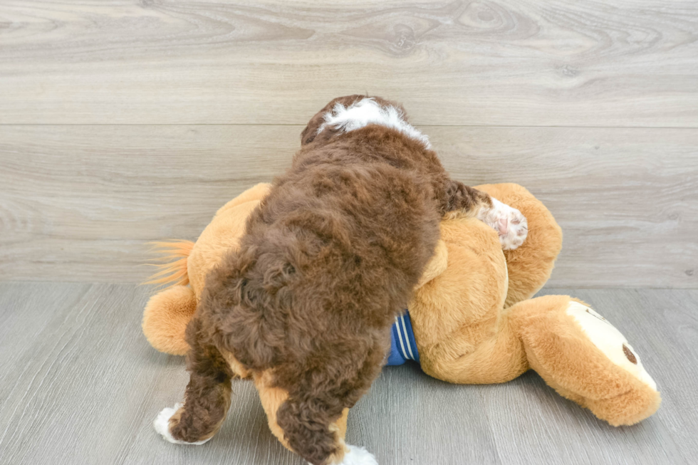 Small Mini Aussiedoodle Baby