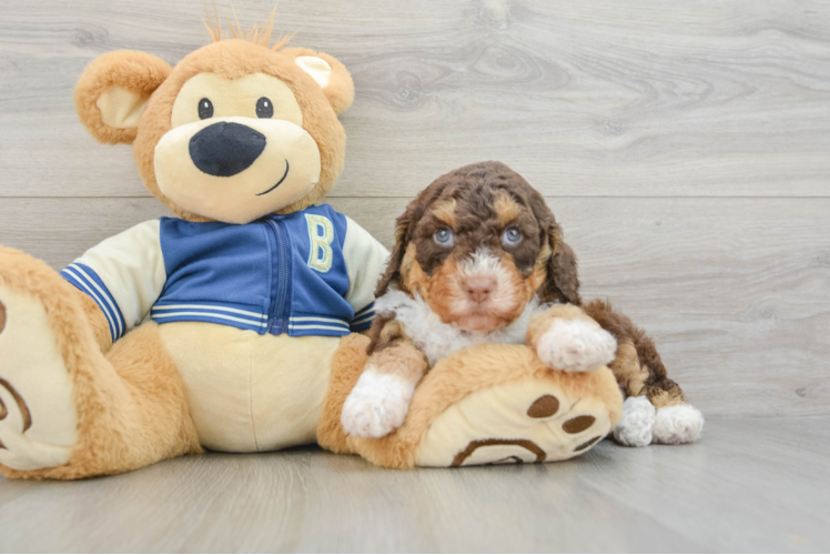 Mini Aussiedoodle Pup Being Cute