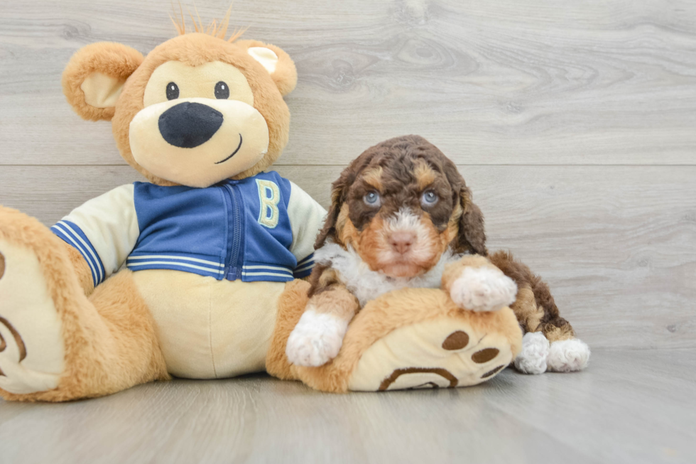 Mini Aussiedoodle Pup Being Cute