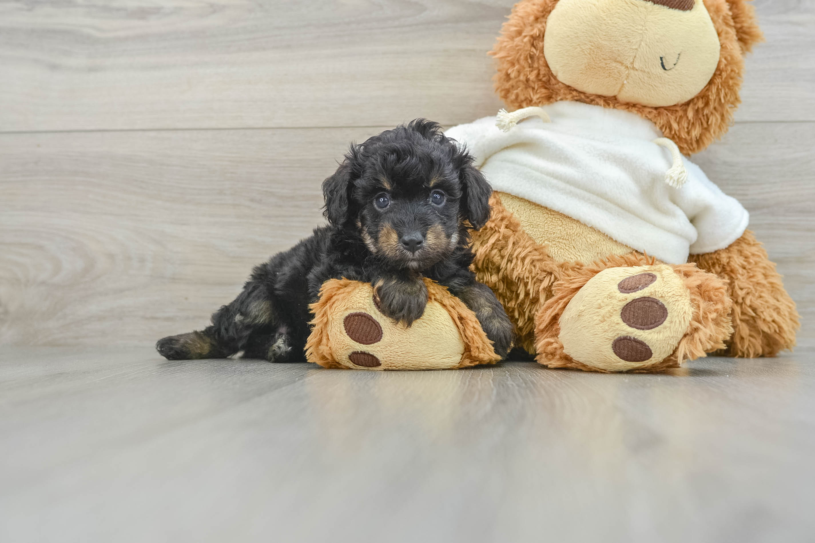 Mini Aussiedoodle Pup Being Cute