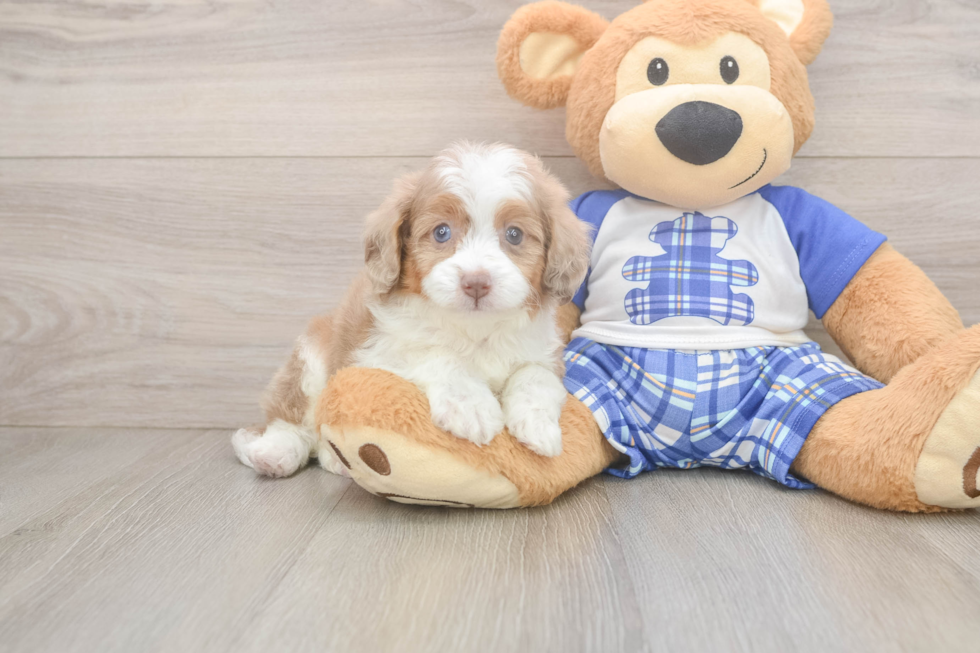 Sweet Mini Aussiedoodle Baby