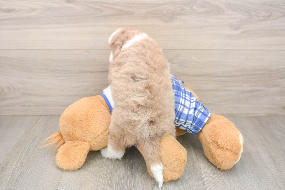 Small Mini Aussiedoodle Baby