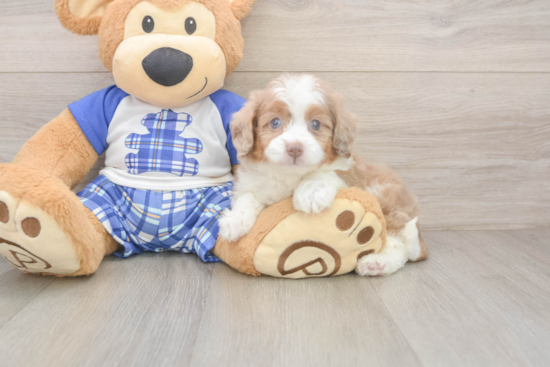 Smart Mini Aussiedoodle Poodle Mix Pup