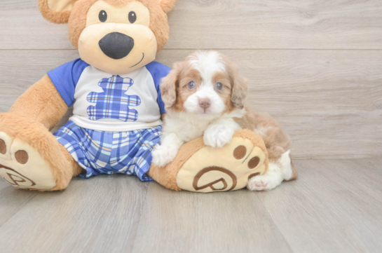 Smart Mini Aussiedoodle Poodle Mix Pup