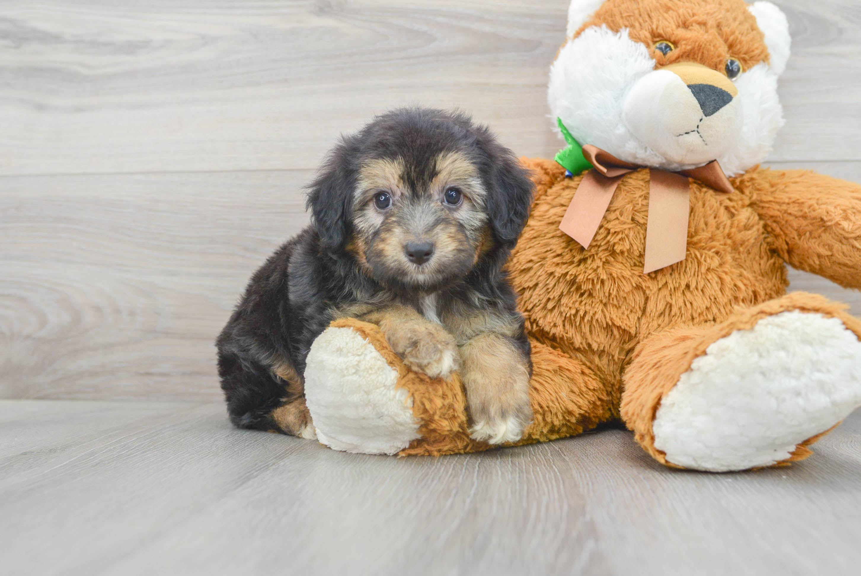 Friendly Mini Aussiedoodle Baby