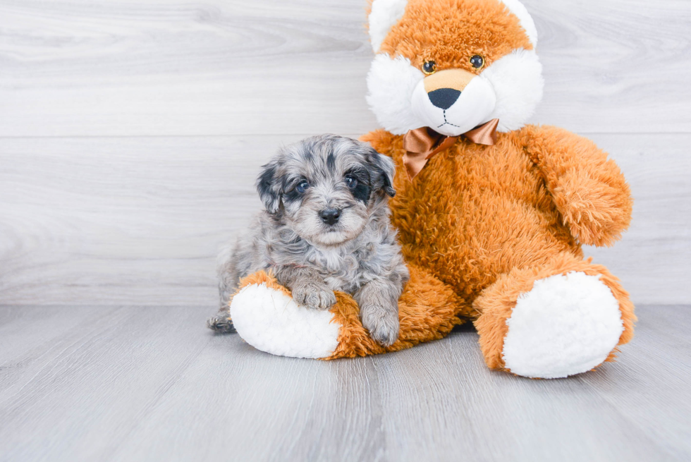Smart Mini Aussiedoodle Poodle Mix Pup