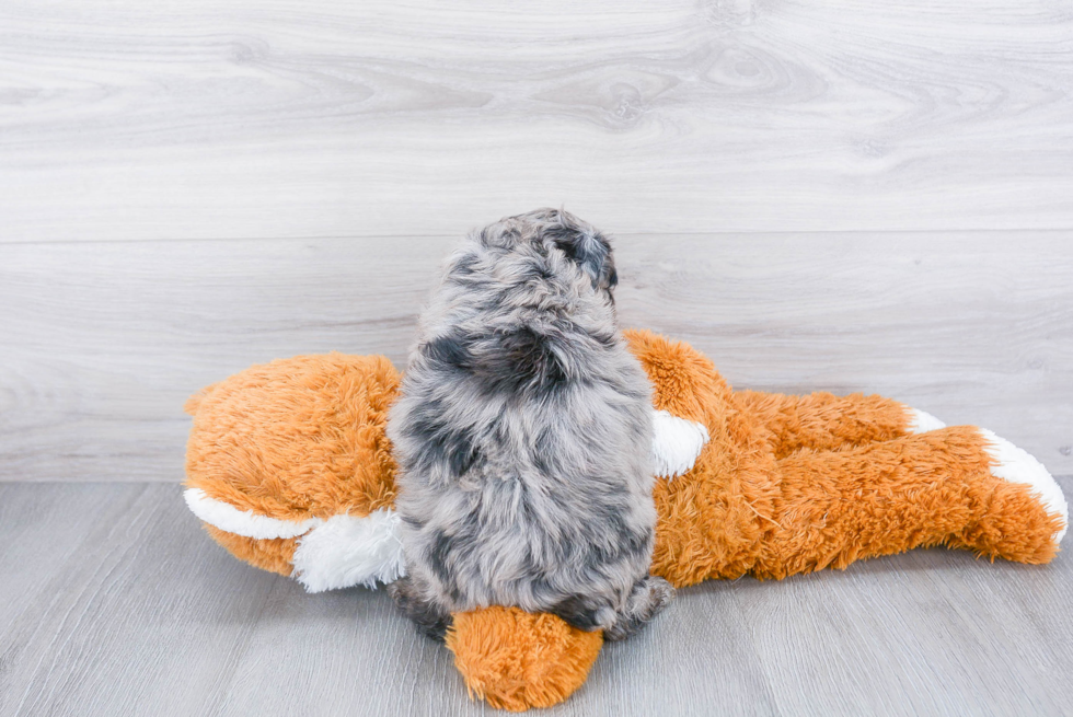 Best Mini Aussiedoodle Baby