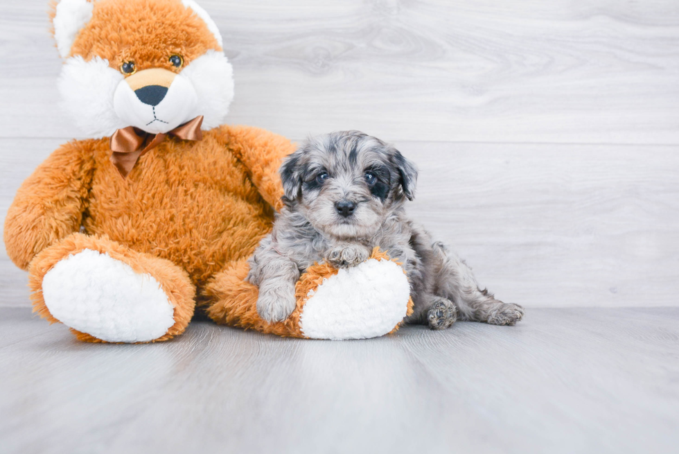Hypoallergenic Aussiepoo Poodle Mix Puppy