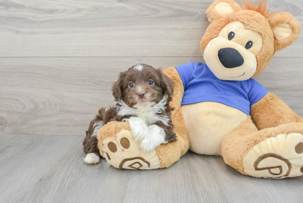 Mini Aussiedoodle Puppy for Adoption