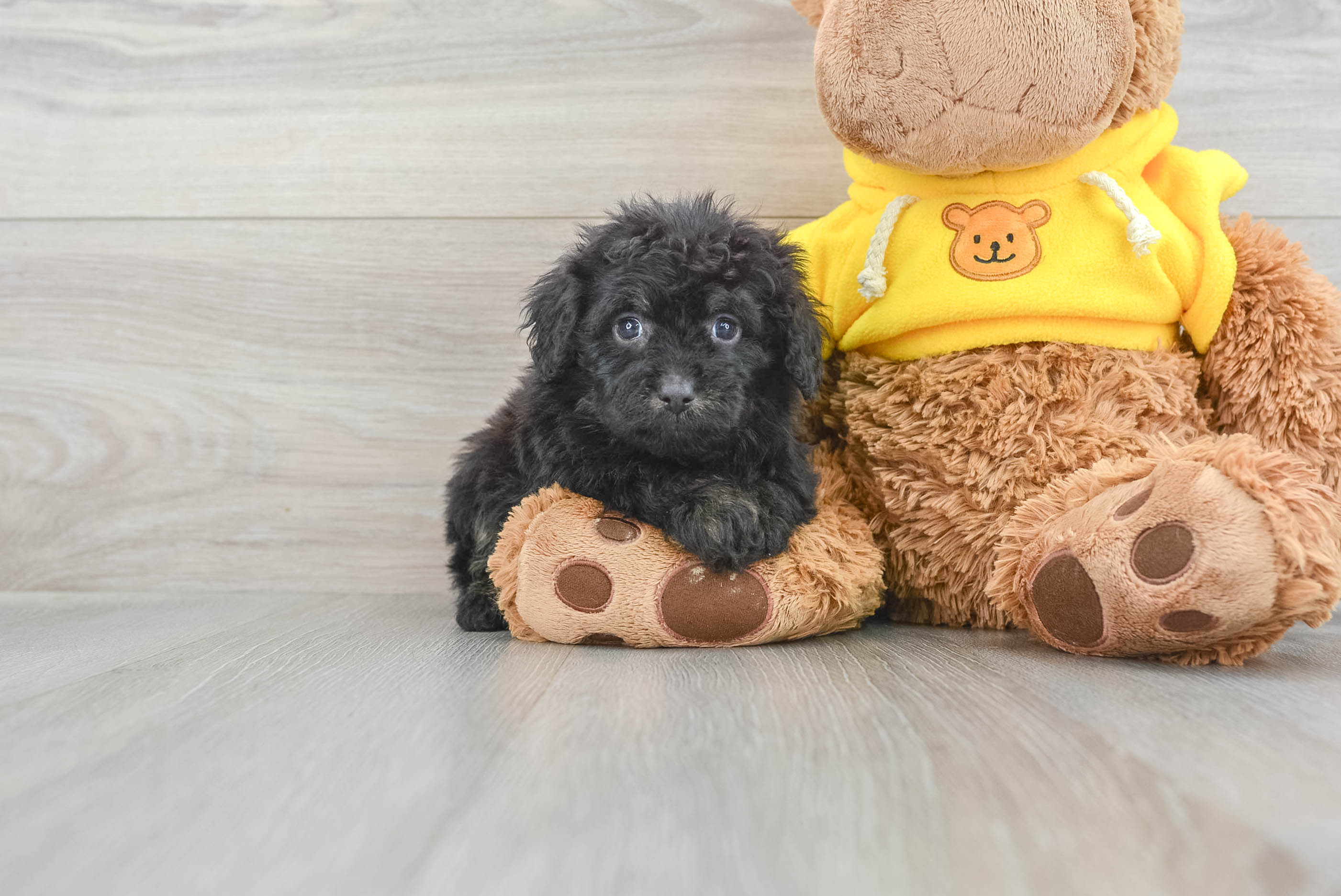 Small Mini Aussiedoodle Baby