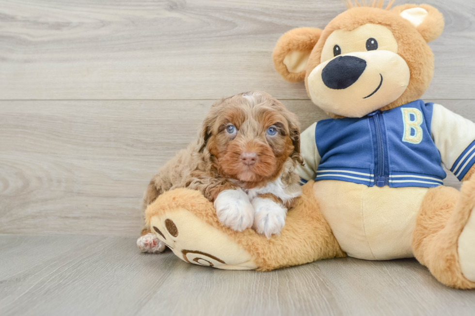 Mini Aussiedoodle Pup Being Cute