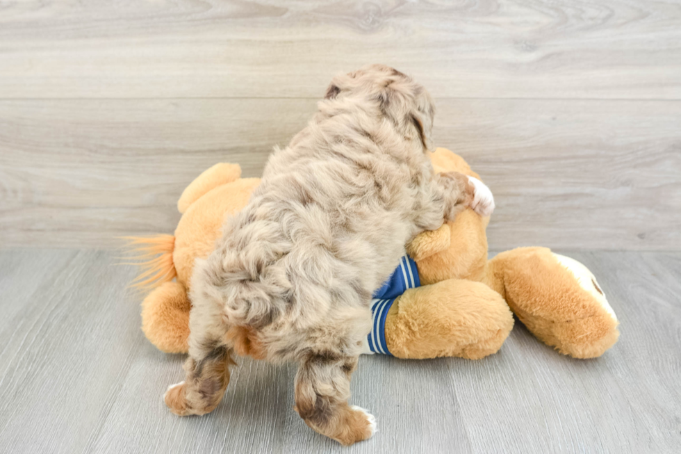 Best Mini Aussiedoodle Baby