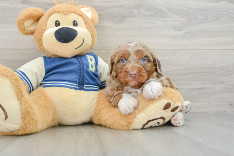 Little Mini Aussiepoo Poodle Mix Puppy