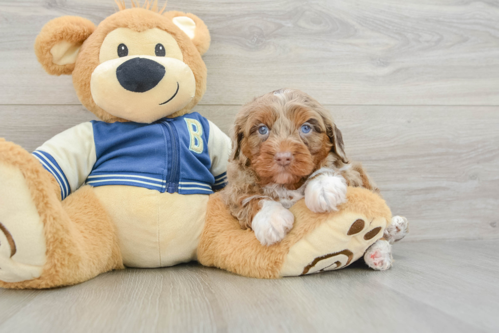 Little Mini Aussiepoo Poodle Mix Puppy