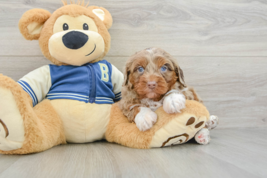 Little Mini Aussiepoo Poodle Mix Puppy