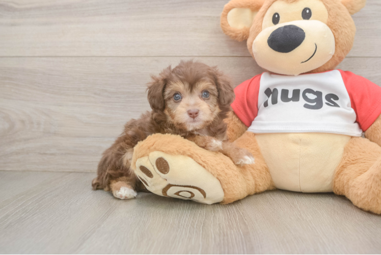 Best Mini Aussiedoodle Baby