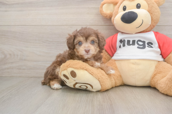 Best Mini Aussiedoodle Baby