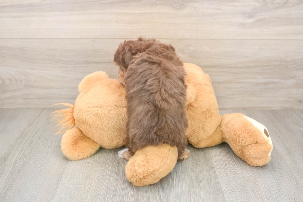 Sweet Mini Aussiedoodle Baby