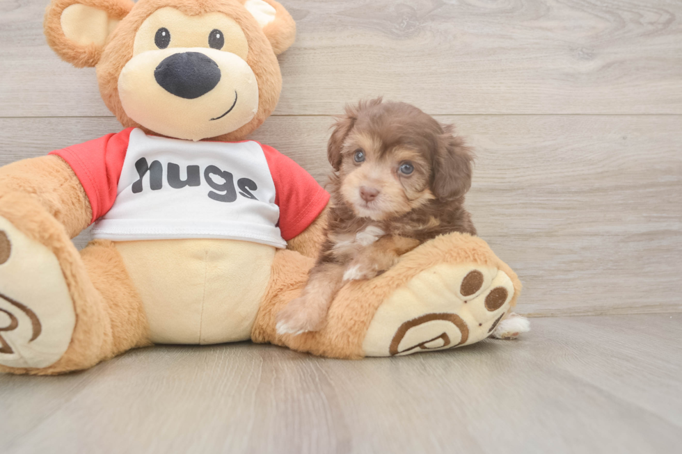 Mini Aussiedoodle Pup Being Cute