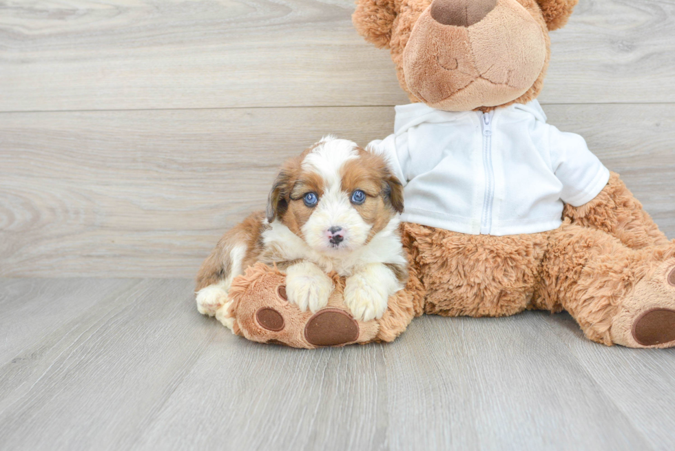 Mini Aussiedoodle Pup Being Cute