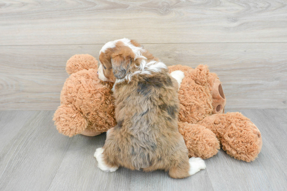 Mini Aussiedoodle Pup Being Cute