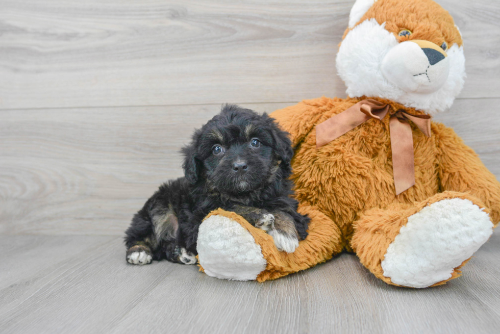 Funny Mini Aussiedoodle Poodle Mix Pup