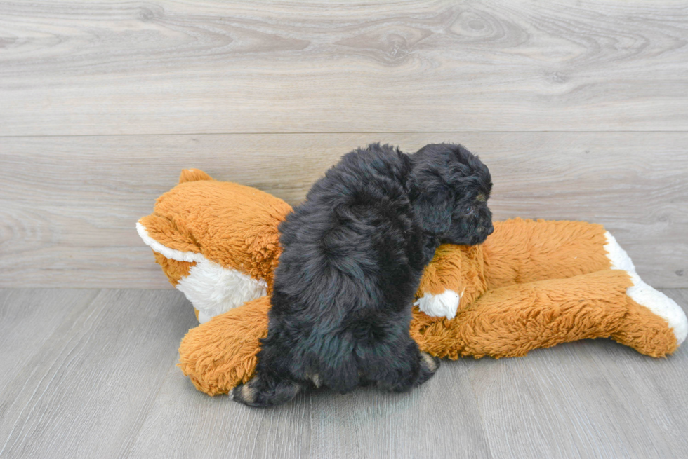 Smart Mini Aussiedoodle Poodle Mix Pup