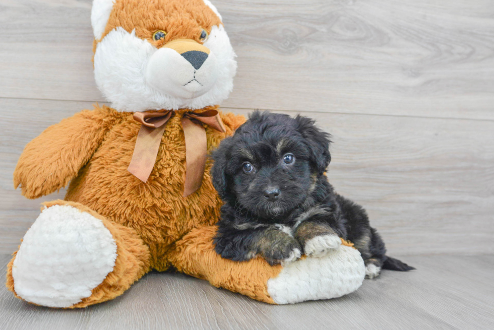Mini Aussiedoodle Pup Being Cute