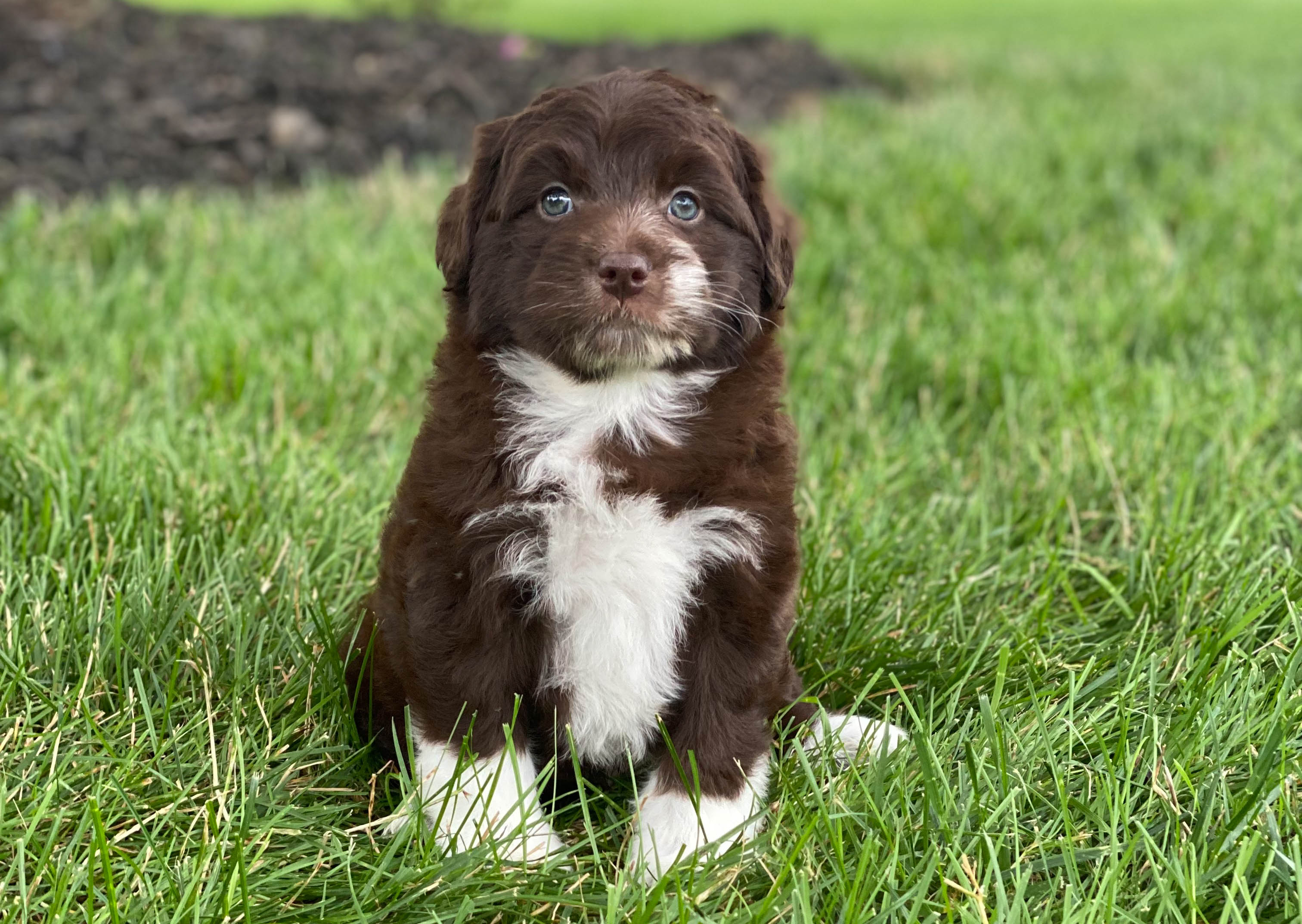 Smart Mini Aussiedoodle Poodle Mix Pup