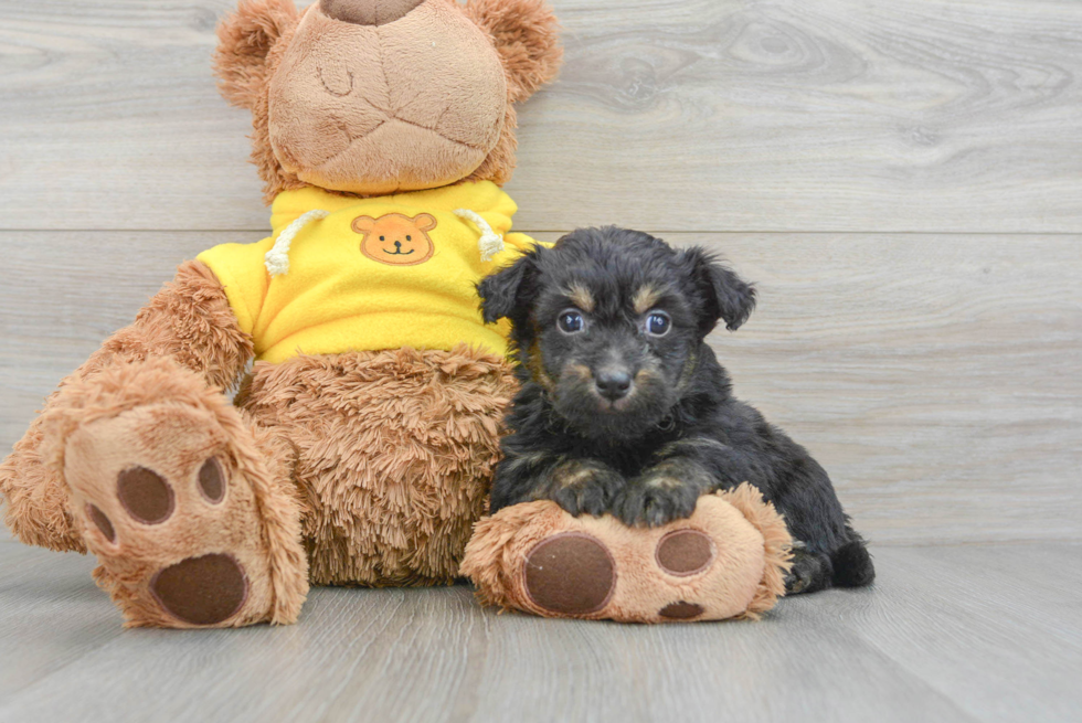 Energetic Aussiepoo Poodle Mix Puppy