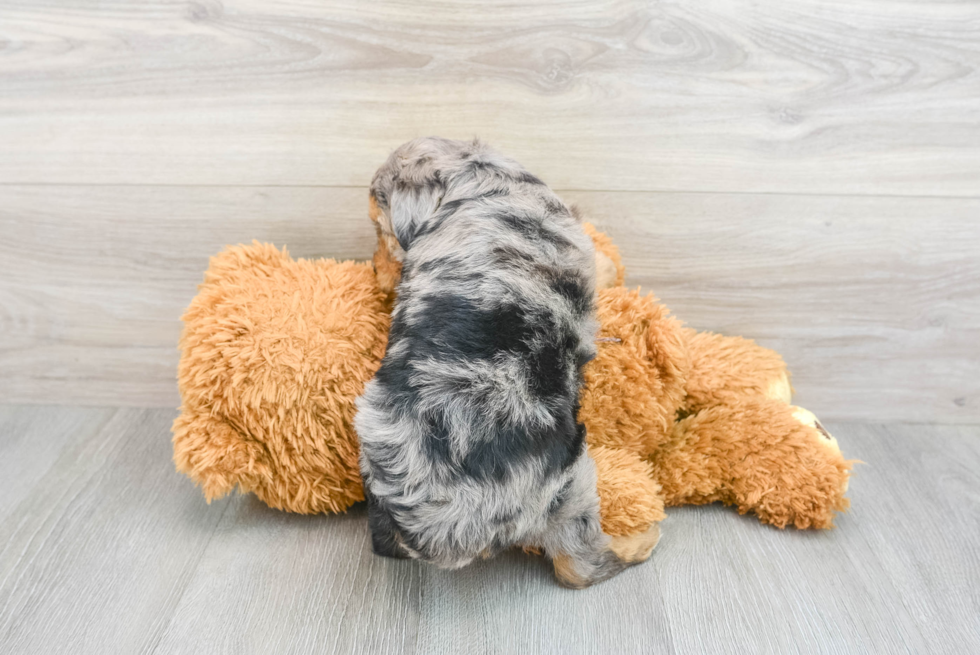 Mini Aussiedoodle Puppy for Adoption
