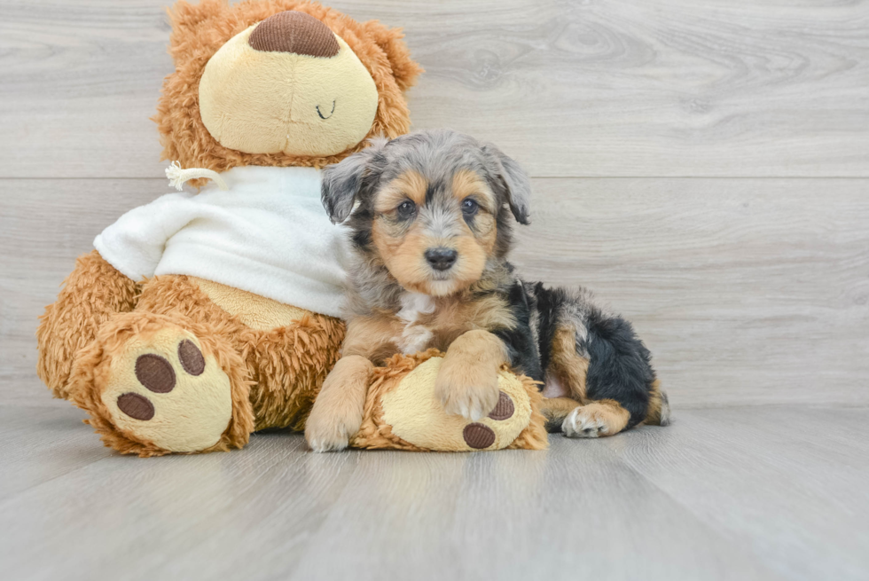 Small Mini Aussiedoodle Baby