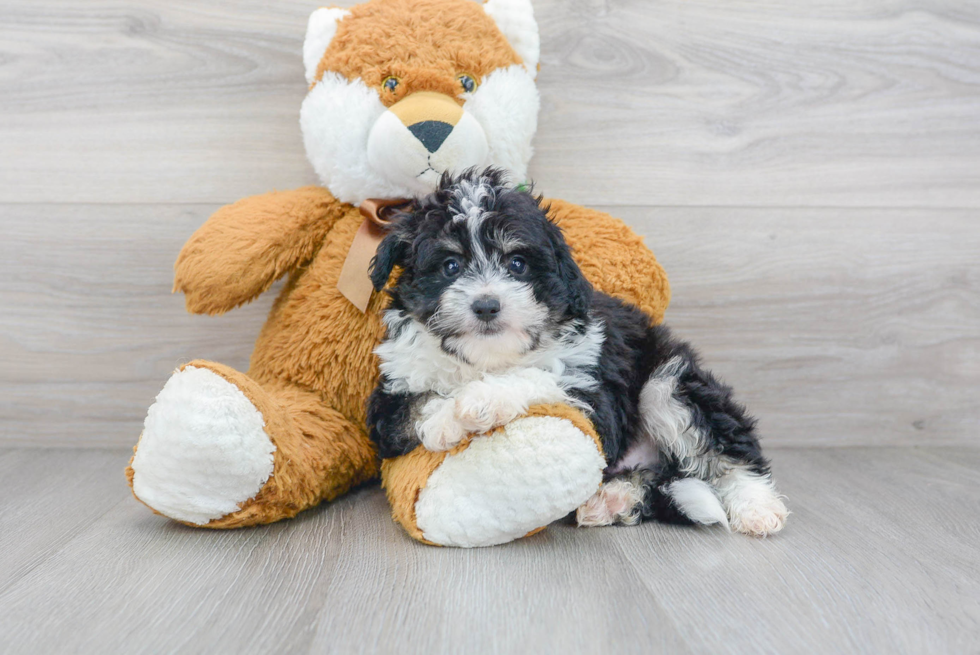 Mini Aussiedoodle Puppy for Adoption