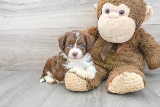 Mini Aussiedoodle Pup Being Cute
