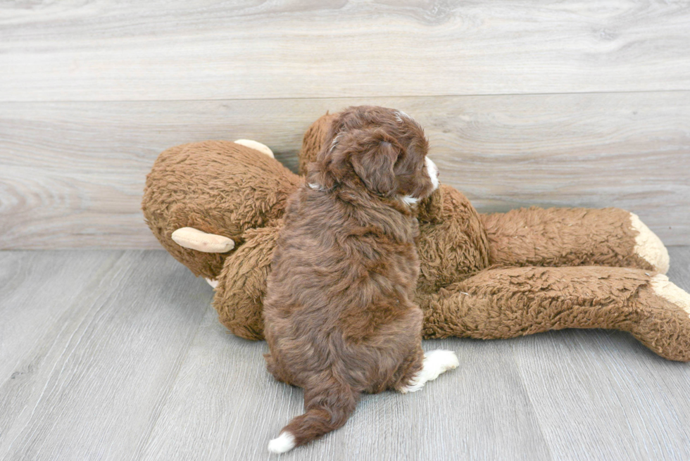 Sweet Mini Aussiedoodle Baby