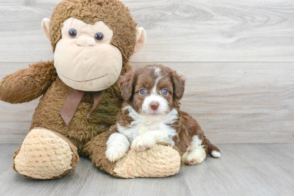 Funny Mini Aussiedoodle Poodle Mix Pup