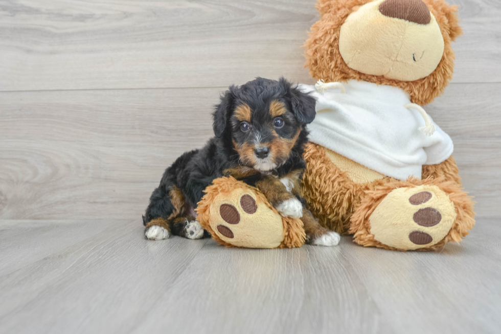 Adorable Aussiepoo Poodle Mix Puppy