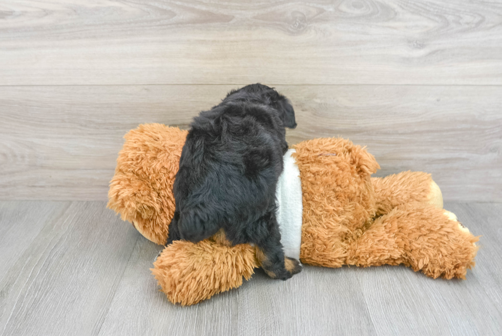Mini Aussiedoodle Puppy for Adoption
