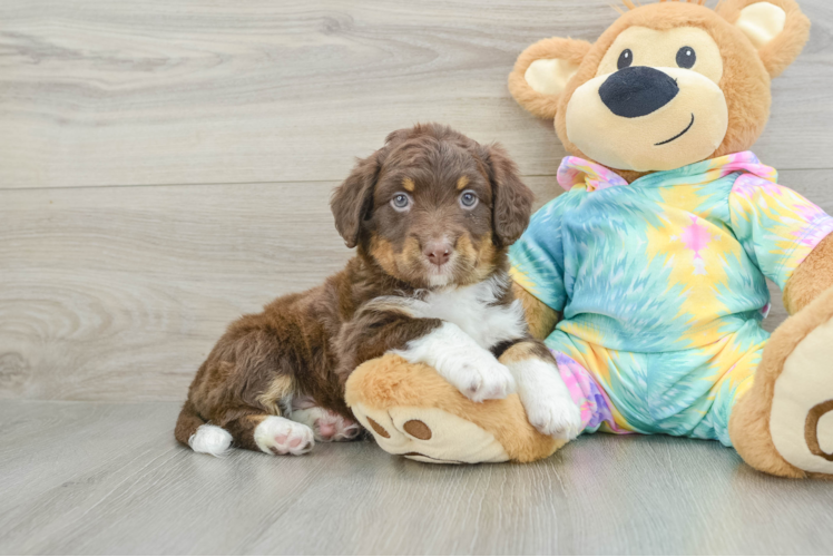 Friendly Mini Aussiedoodle Baby